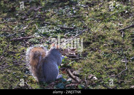 Graues Eichhörnchen, das im Winter auf dem Gras steht Stockfoto