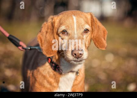 Hund, der im Herbst im Park einen roten Mischlingshund an der Leine führt Stockfoto