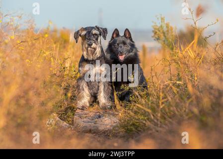 Dekorative Hunde züchten schipperke und Miniatur Schnauzer stehen mit ihren Vorderpfoten auf einem Baumstamm Stockfoto