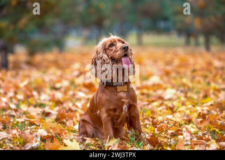 Rothaariger Hund der American Cocker Spaniel Rasse sitzt zwischen den gelben Herbstblättern im Park Stockfoto