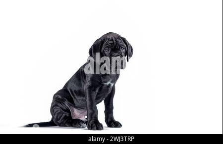 Schwarzer corso-Welpe, der auf weißem Hintergrund aufblickt Stockfoto