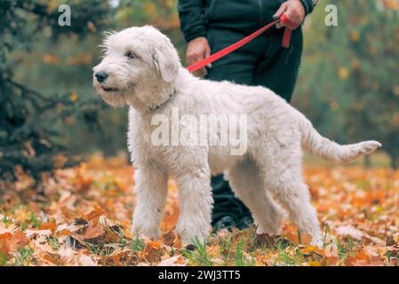 Weißer Hund der südeuropäischen Schäferrasse macht im Herbst einen Spaziergang mit seinem Wner im Park Stockfoto