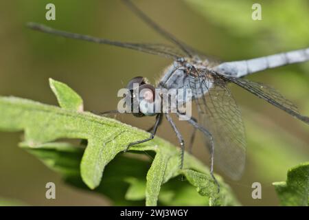 Die Little Blue Dragonlet Libelle (Erythrodiplax minuscula) isolierte Unterbringung auf einem Blatt mit selektivem Fokus. In den USA heimische Skimmer-Arten. Stockfoto