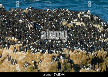 Common Murre (Uria Aalge) Kolonie, Yaquina Head herausragende Naturraum, Newport, Oregon Stockfoto