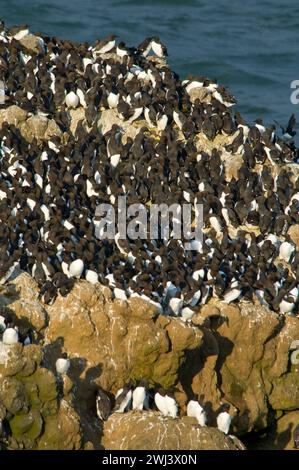 Common Murre (Uria Aalge) Kolonie, Yaquina Head herausragende Naturraum, Newport, Oregon Stockfoto