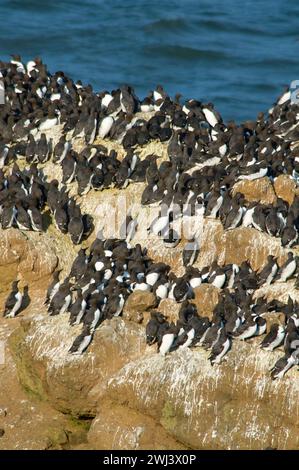 Common Murre (Uria Aalge) Kolonie, Yaquina Head herausragende Naturraum, Newport, Oregon Stockfoto