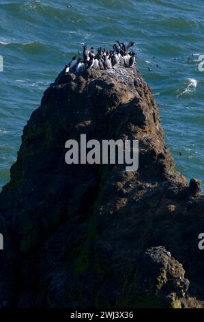 Common Murre (Uria Aalge) Kolonie, Yaquina Head herausragende Naturraum, Newport, Oregon Stockfoto