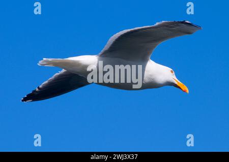 Möwe, herausragende Naturraum Yaquina Head, Newport, Oregon Stockfoto