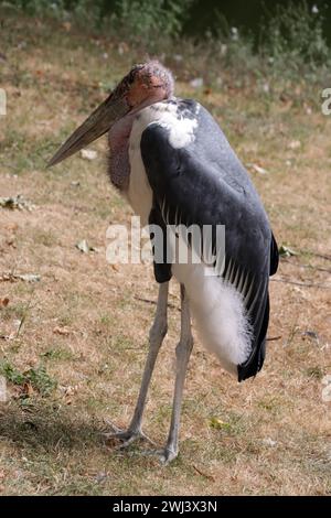 Marabu (Leptoptilos crumeniferus) in einem Tierpark, Deutschland Stockfoto