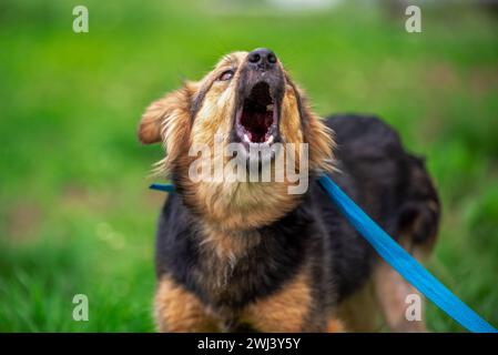 Bellender Mischlingshund an der blauen Leine auf einem grünen Rasen im Sommer Stockfoto