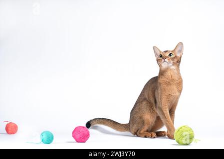 Erwachsene rote abessinierkatze, die auf weißem Hintergrund spielt Stockfoto