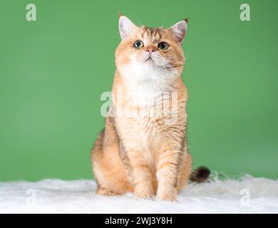 Eine nachdenkliche Katze der britischen Rasse in der goldenen Chinchilla-Farbe, die auf einem Teppich aus weißem Kunstfell auf grünem Hintergrund sitzt Stockfoto