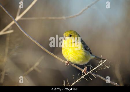 Kleiner Goldfink auf einem Ast. Stockfoto