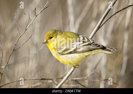 Goldfinch sitzt auf einem kleinen Zweig. Stockfoto