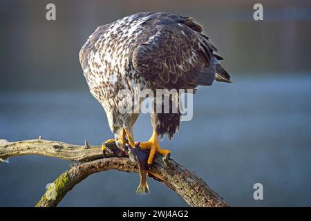 Jungadler beißt in einen Fisch. Stockfoto