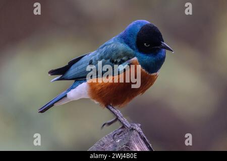 Lebendiger, Toller Starling Stockfoto