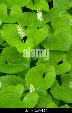 Wild Lily Of The Valley (Maianthemum Canadensis), Yaquina Bay State Park, Newport, Oregon Stockfoto