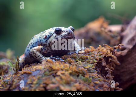 Der glatthingrige schmalmäufige Frosch ( Kaloula baleata ) im Moos Stockfoto