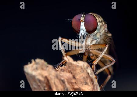 Robberfly (Asilidae) jagt eine Fliege in einem dunklen Hintergrund Stockfoto