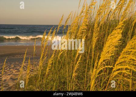 Hafer und Gräser wachsen auf den Sanddünen der Outer Banks Küste von North Carolina Stockfoto