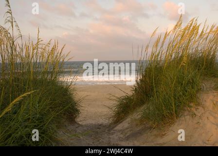 Hafer und Gräser wachsen auf den Sanddünen der Outer Banks Seaküste von North Carolina 708NCVA Stockfoto