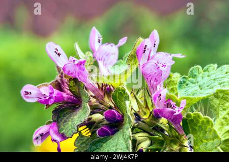 Nahaufnahme einer toten Brennnessel (Lamium purpureum) Stockfoto