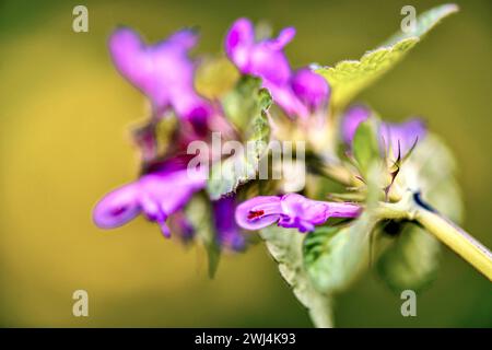 Nahaufnahme einer toten Brennnessel (Lamium purpureum) Stockfoto