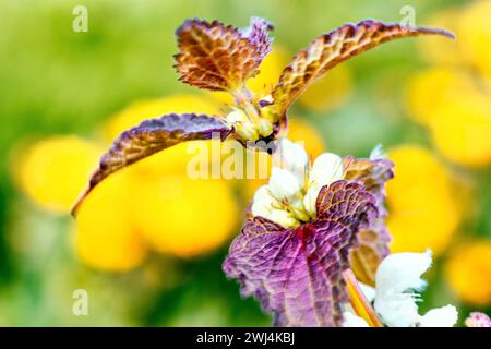 Nahaufnahme von toter Brennnessel, Polen. (Lamium purpureum) Stockfoto