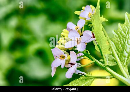 Nahaufnahme von kleinen, hellvioletten Blüten auf einer Weinrebe Stockfoto