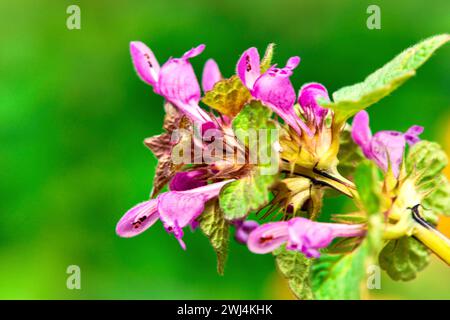 Nahaufnahme einer toten Brennnessel (Lamium purpureum) Stockfoto