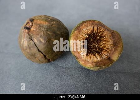 Violinfeige (Ficus lyrata) - überreife Früchte Stockfoto