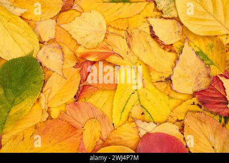 Hintergrund der herbstlichen gelben, roten und grünen Blätter Stockfoto