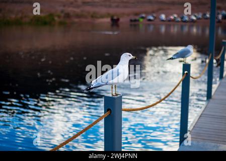 Möwe hockte zierlich auf einem Pier-Seil Stockfoto