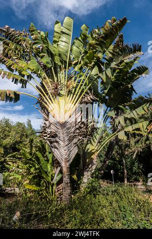 Reisender Baum (Ravenala madagascariensis) im Botanischen Garten Stockfoto