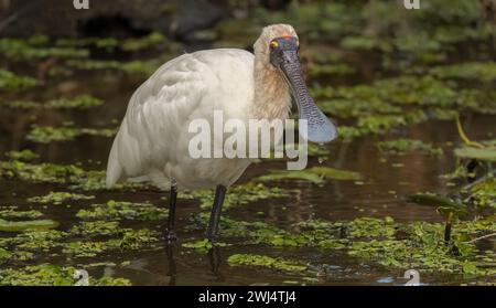 Der königliche Löffelschnabel (Platalea regia) ist ein großer weißer Wasservogel mit einem langen, wie ein Löffel geformten Schnabel und stammt aus Australien. Stockfoto