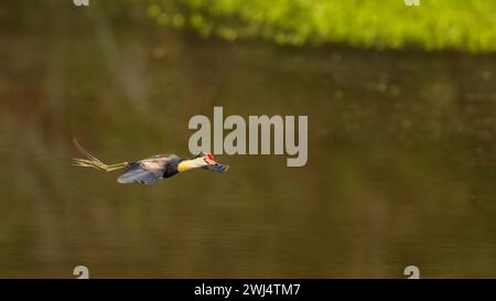 Das Kamm-Jacana (Irediparra gallinacea), das im Flug mit einem unscharfen Hintergrund ist, wird auch als Lotusvogel oder Lilytrotter bezeichnet; Stockfoto