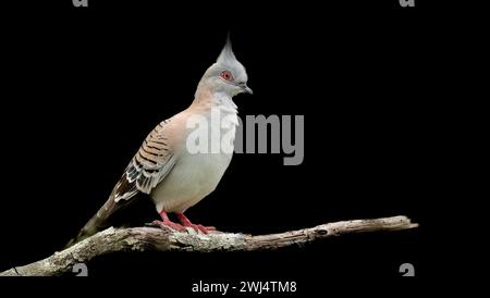 Haubentaube (Ocyphaps lophotes), die auf einem Zweig mit einem isolierten schwarzen Hintergrund thront und ein spitzes Wappen oben auf ihrem Kopf zeigt. Stockfoto