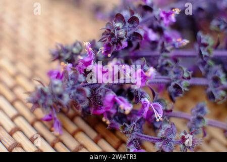 Ein Nahaufnahme-Bild zeigt die komplizierten Details der violetten Basilikumblüten. Die geringe Schärfentiefe unterstreicht die leuchtenden violetten Farbtöne und die zarten Strukturen der Blüten und Blätter vor dem Hintergrund einer gewebten Matte. Das Bild fängt die einzigartige Schönheit der Pflanze ein, die weniger bekannt ist für ihre Blüten als für ihre kulinarischen Blätter. Makrodetail der violetten Basilikumblüten. Hochwertige Fotos Stockfoto