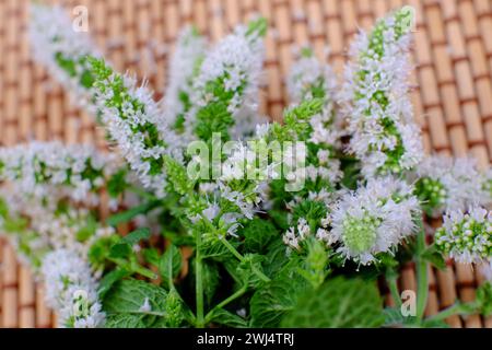 Dieses Bild zeigt die zarten, winzigen weißen Blüten der Pfefferminze (Mentha piperita), die auf einem gewebten matten Hintergrund angeordnet sind. Die detaillierte Nahaufnahme hebt die komplizierten Details der Blütenspitzen hervor, wobei die grünen Blätter einen frischen und lebendigen Kontrast bieten. Das natürliche Licht verstärkt die weichen Texturen der Pflanze und lädt den Betrachter ein, die subtile Schönheit dieser aromatischen Kräuter zu schätzen. Zarte Pfefferminzblüten in Blüte. Hochwertige Fotos Stockfoto