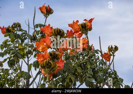 Afrikanischer Tulpenbaum (Spathodea campanulata) - Blumen auf dem Baum Stockfoto
