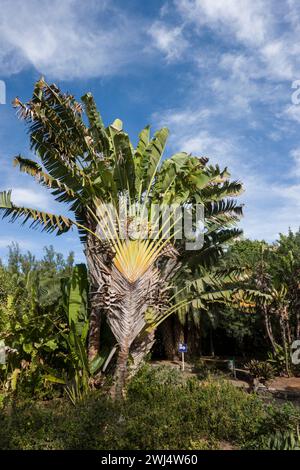 Reisender Baum (Ravenala madagascariensis) im Botanischen Garten Stockfoto