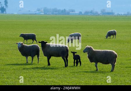 Schafe, Linn County, Oregon Stockfoto