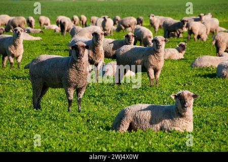 Schafe, Linn County, Oregon Stockfoto