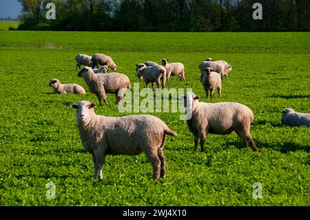 Schafe, Linn County, Oregon Stockfoto