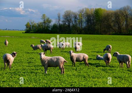 Schafe, Linn County, Oregon Stockfoto