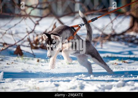 Blauäugiger Husky-Hündchen in einem orangen Gurtzeug und Leine, der im Schnee in einem Winterpark gräbt Stockfoto