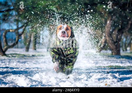 Erwachsener Hund der Pit Bull Terrier Rasse, der schnell in einem Winterpark läuft und Wirbelstürme von Schnee weht Stockfoto