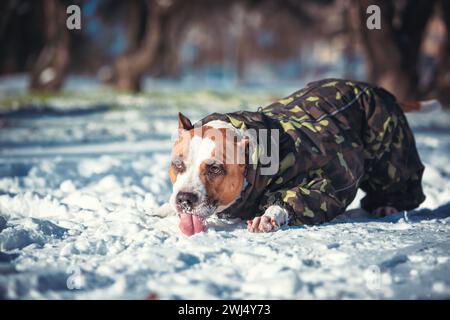 Pit Bull Terrierhund in Tarnjacke liegt und isst Schnee an einem sonnigen Wintertag im Park Stockfoto