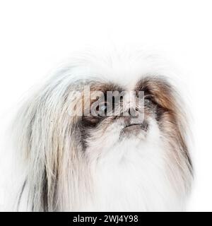 Ein Pekingeser Hund isoliert auf weißem Hintergrund Stockfoto