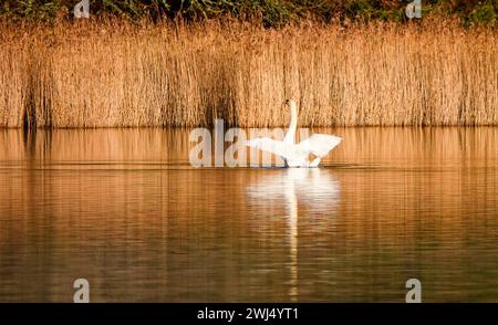 Frensham Little Pond, Farnham, Surrey. Februar 2024. Ein schöner Start in den Tag für die Home Counties. Sonnenaufgang über Frensham Little Pond in der Nähe von Farnham in Surrey. Quelle: james jagger/Alamy Live News Stockfoto